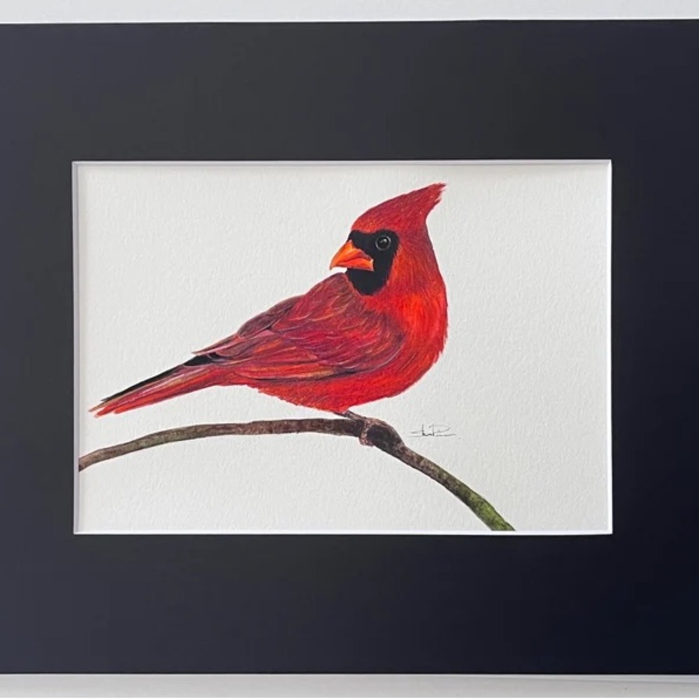 Original Watercolor Cardinal Bird Painting by me (Shannon Perrie/Perrie… - Picture 3 of 9